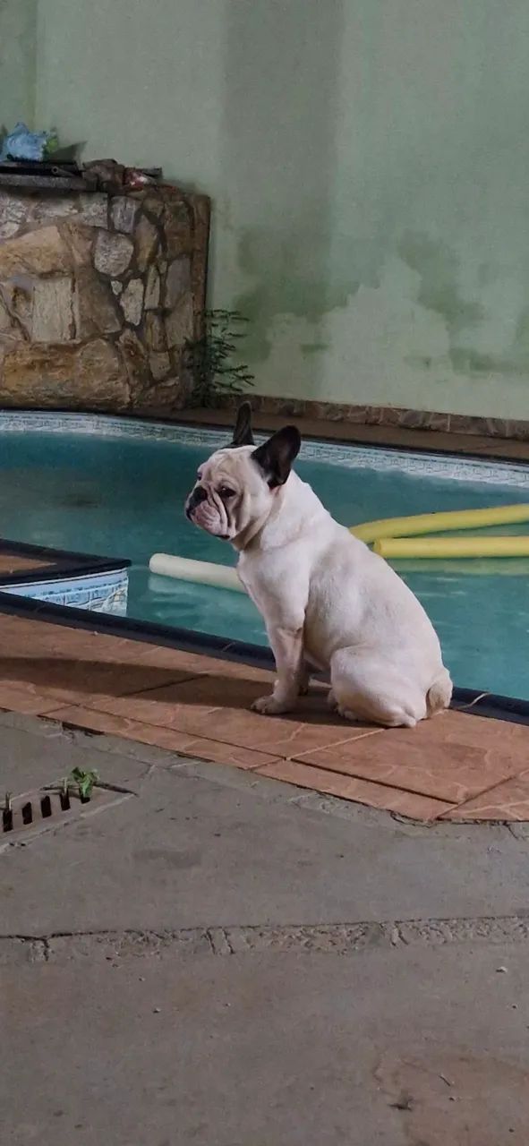 Bulldog Francês para Cobertura - Foto 3