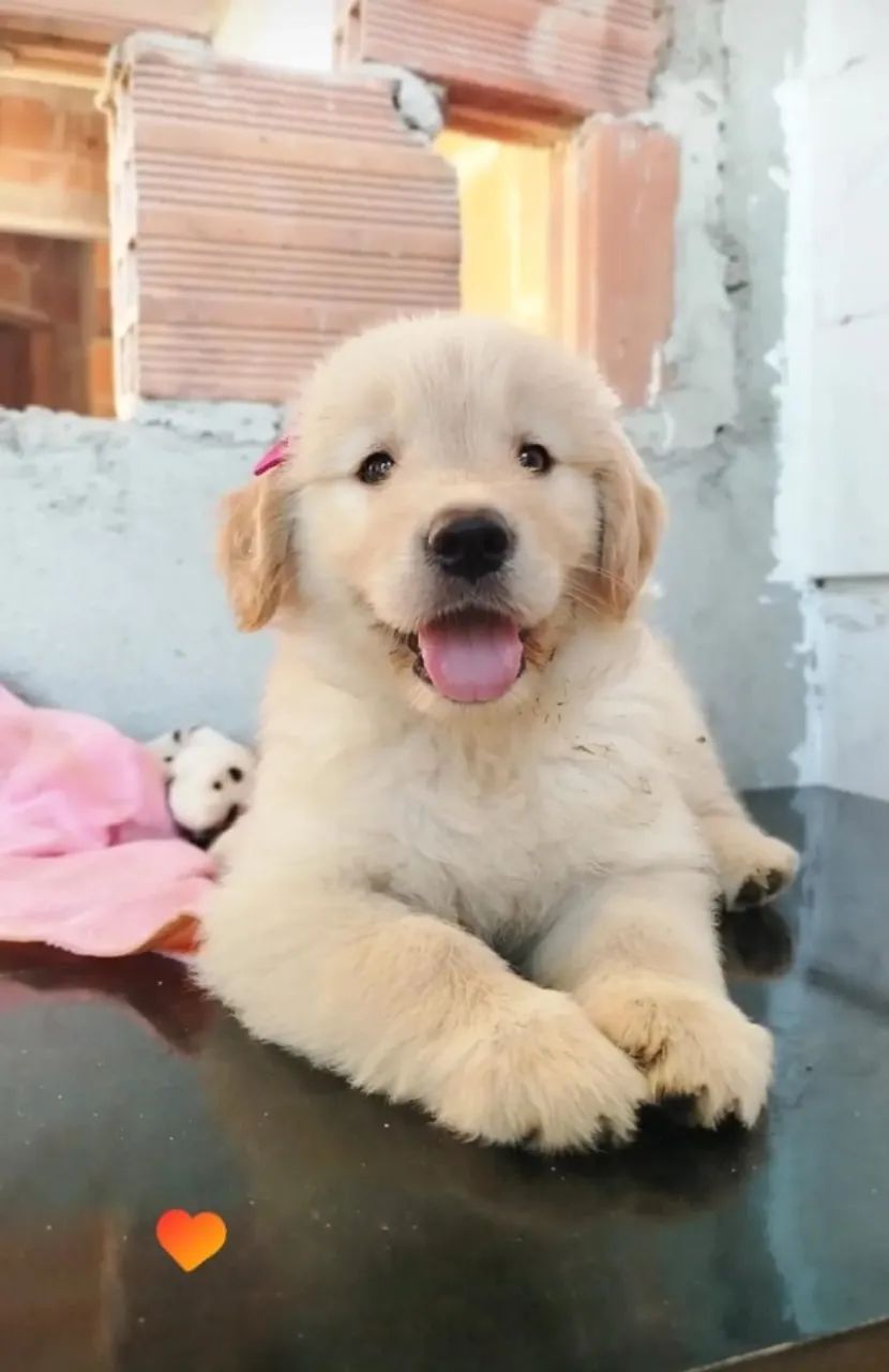 Golden Retrivier  - Foto 3
