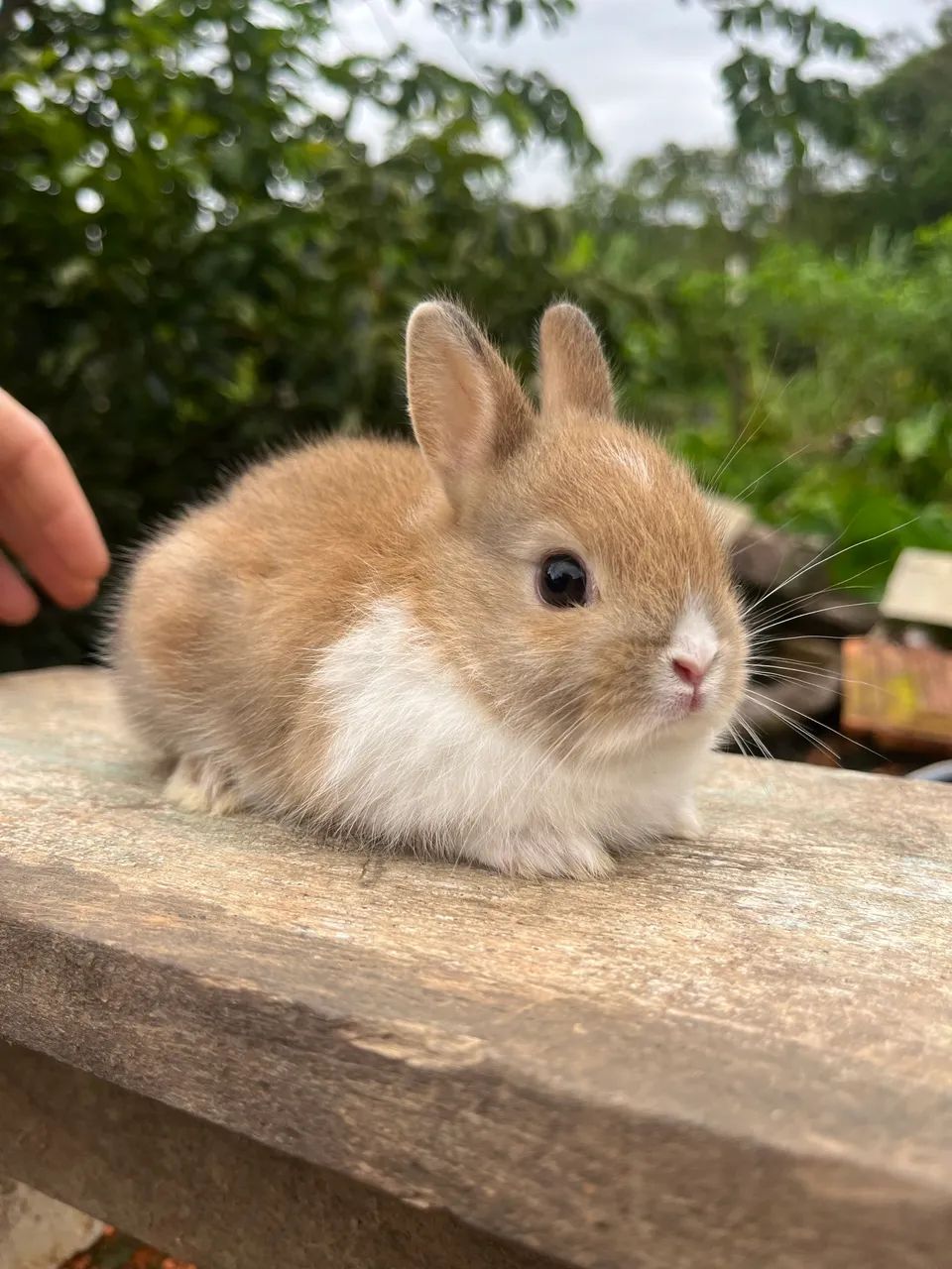 Mini coelho  - Foto 2