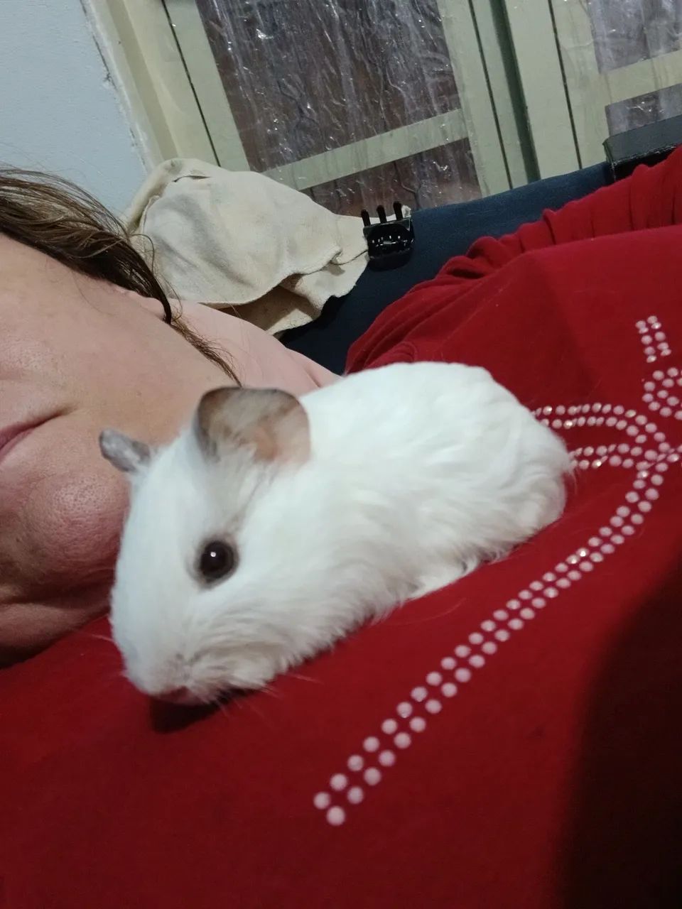 Filhote porquinho da india - Foto 4