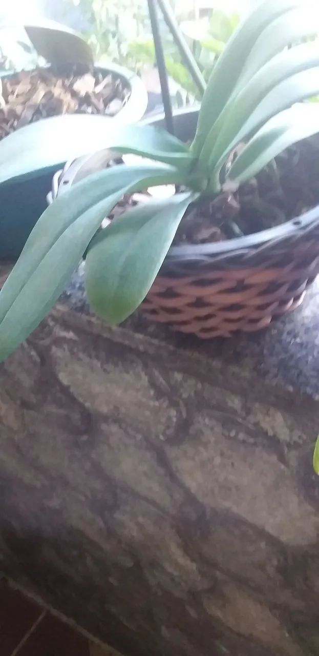 Orquídea Azul - Foto 3