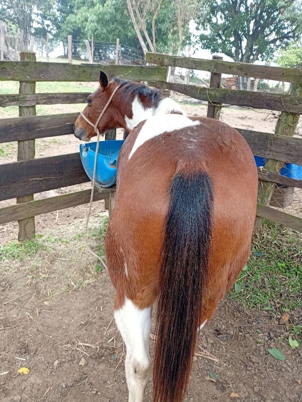 Cavalo quarto de milha Bulldog pampa - Foto 2