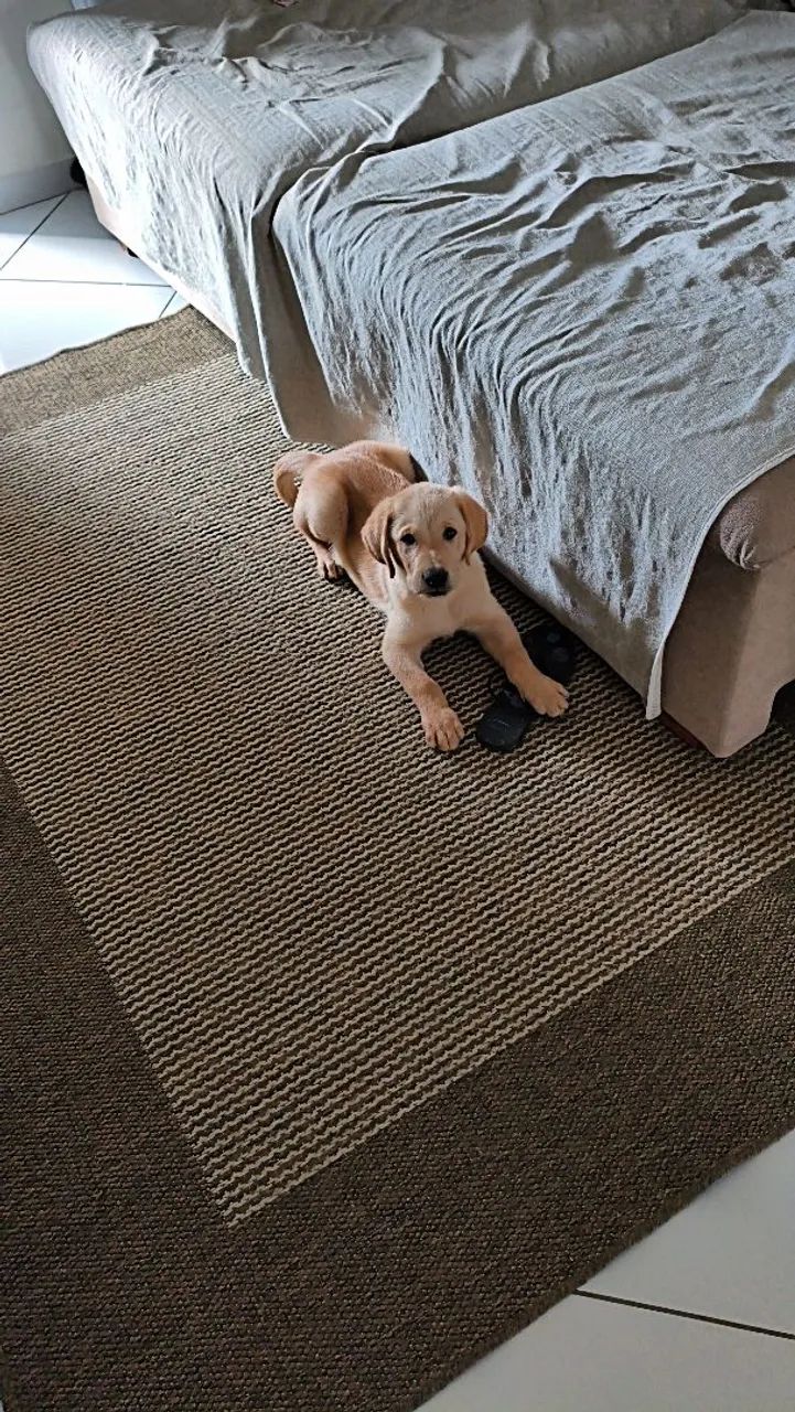labrador  - Foto 4