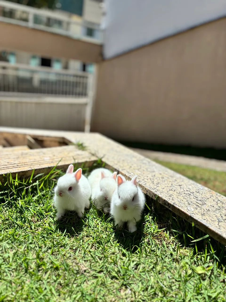 Mini coelho netherland dwarf 
