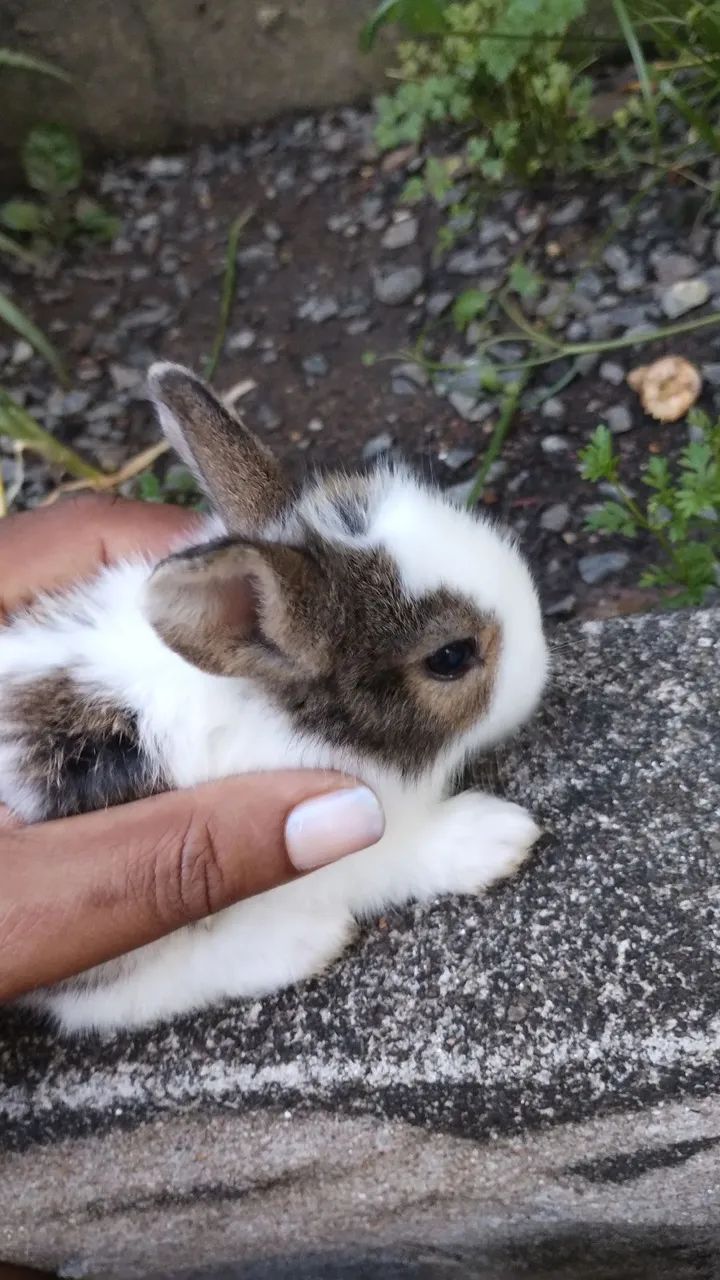 Mini Lion mesclado  - Foto 4