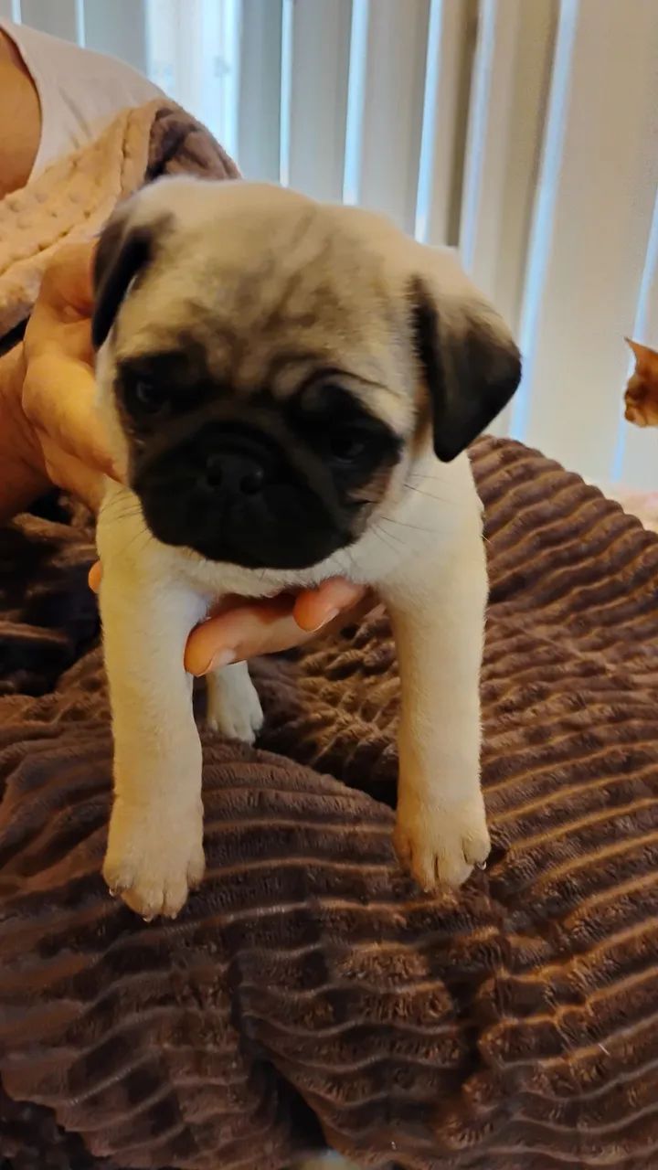 Pug  - Foto 2