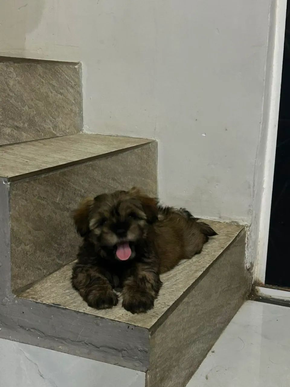 Lhasa Apso macho  - Foto 5