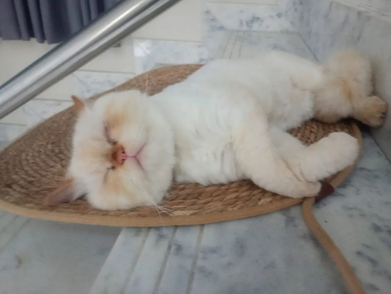 Vendo gato persa. - Foto 2