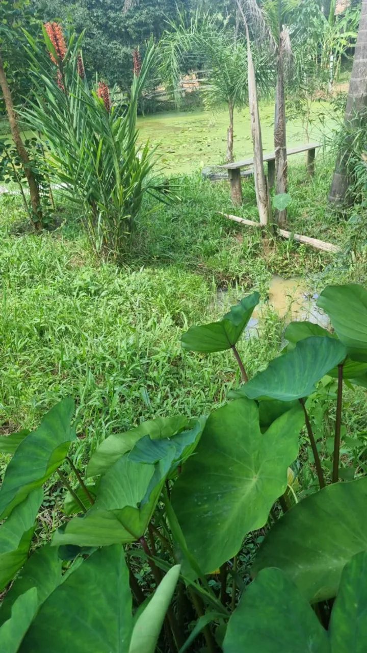 CHÁCARA À VENDA - EXCELENTE OPORTUNIDADE  - Foto 4