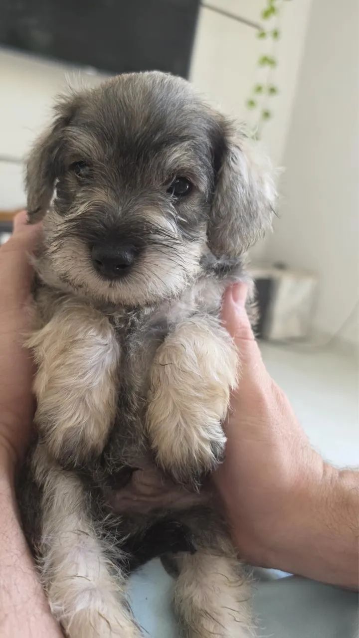 Cachorros  - Foto 3