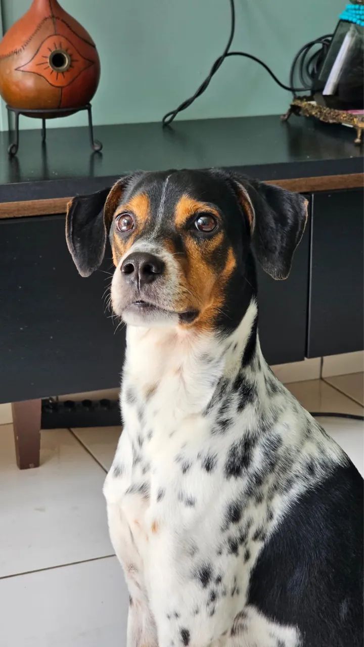 Doação de cachorros  - Foto 5