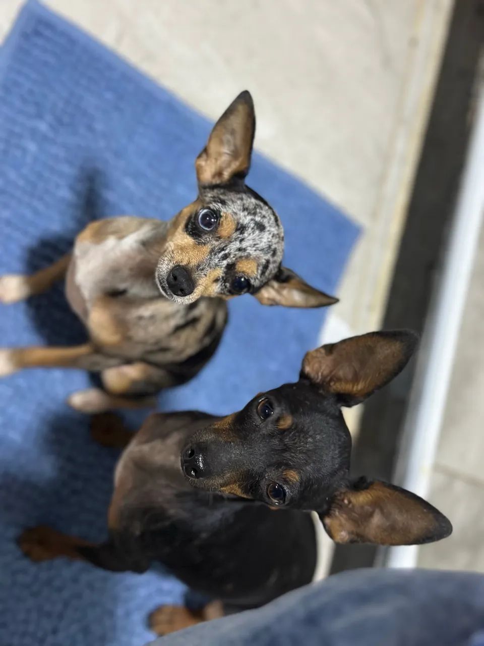 Pinscher oportunidade 