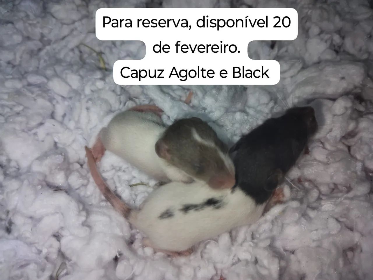 Ratos Twister para pet 