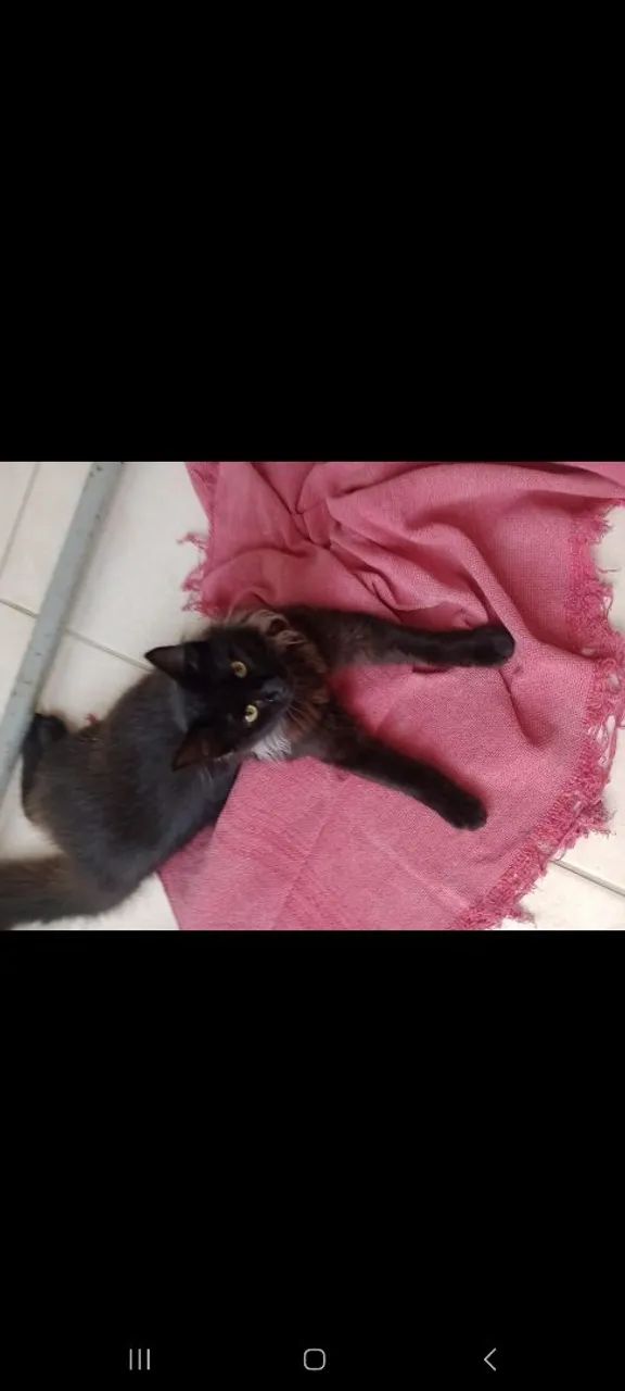 Doa se macho adulto de mestiça a perça