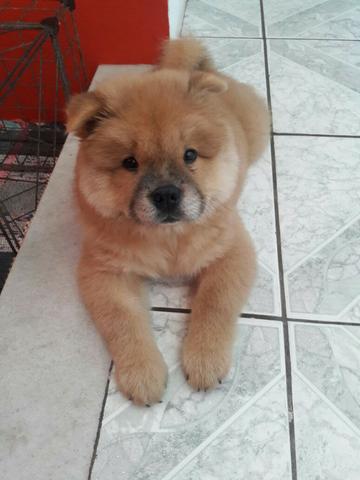 Chow-chow