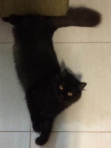 Gato Persa