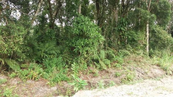 Terreno à venda em itapoá medindo 12 x 30, total 360 m² por r$ 60.000 - farol do itapoá ii - Foto 2