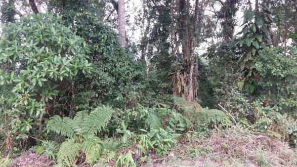 Terreno à venda em itapoá medindo 12 x 30, total 360 m² por r$ 60.000 - farol do itapoá ii - Foto 3
