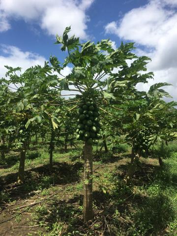 Mamao hawaii - Foto 2
