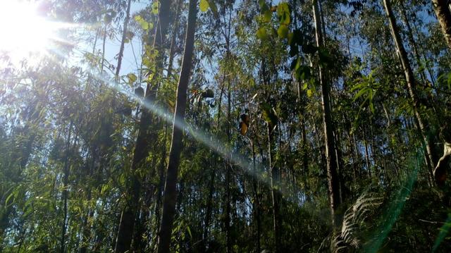 Chácara com 92.000m2 - Foto 10