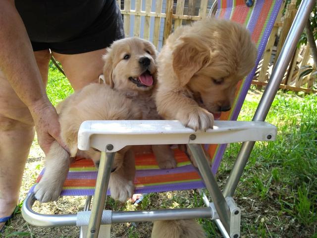 Lindos filhotes de Golden, a pronta entrega, com pedigree - Foto 2