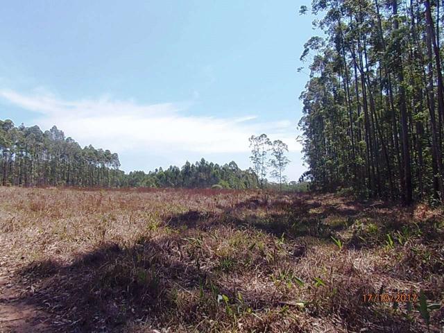 Chácara c/5,1 ha, Bom Jardim - Montenegro - 36 - Foto 9