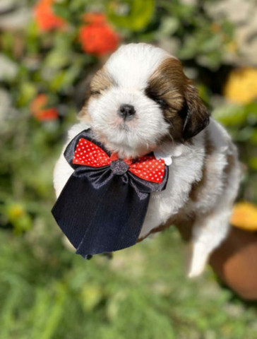 ShihTzu Encantadores