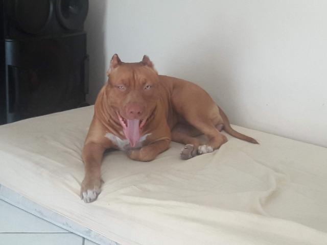 Pit Monster, procura namorado, tenho um ano e sete meses