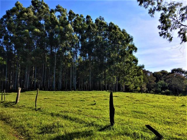 Sítio em Céu Azul - Foto 13