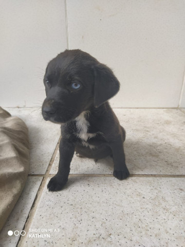 Doação de Cachorros - Foto 3