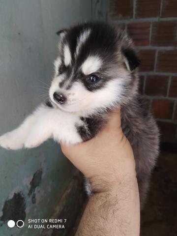 Husky - Foto 5