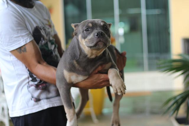 Filhote Macho American Bully - Foto 3