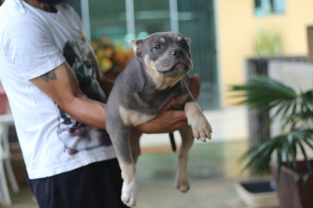 Filhote Macho American Bully - Foto 4