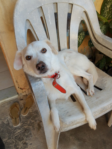 Doações de animais - Foto 2