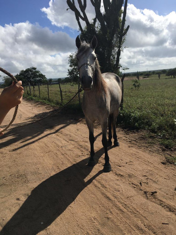 Cavalo Mangalarga Macha picada