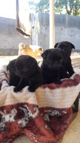 Pug Fêmea Filhote Preta - Foto 3