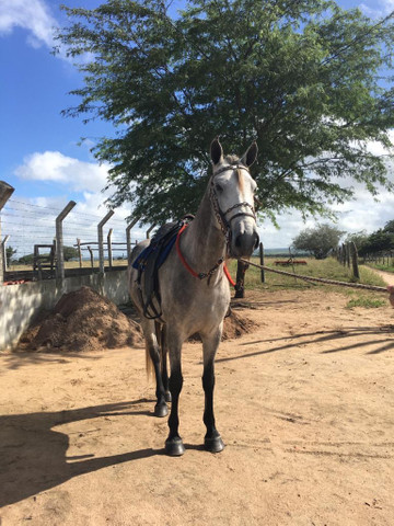 Cavalo Mangalarga Macha picada - Foto 3