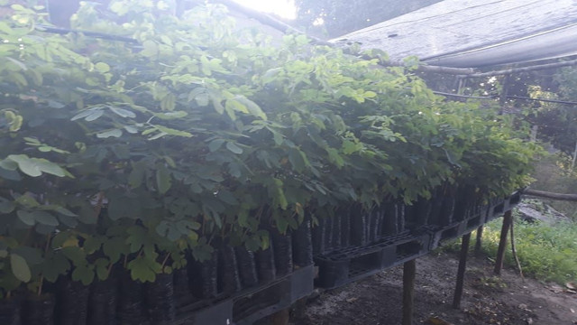 VENDO MUDAS SABIA (SANSÃO DO CAMPO ) - Foto 2