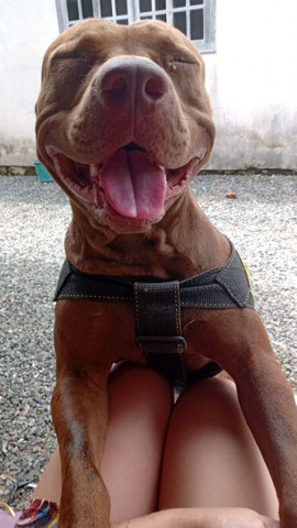 Pitbull apbt disponível - Foto 2