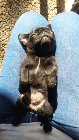 Pug Fêmea Filhote Preta - Foto 2