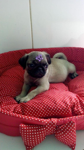 Pug fofa disponível com pedigree - Foto 2