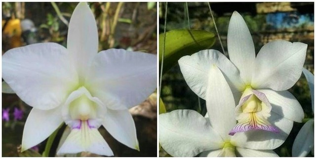 Orquídeas : Nobilior Semi Albo  | Akemi x Sininho