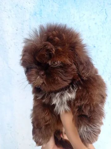 shihtzu - Foto 3