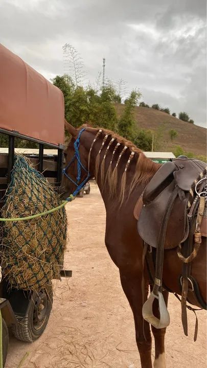 Cavalo mangalarga marchador! - Foto 2