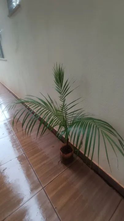 Muda de Planta Palmeira - Foto 3