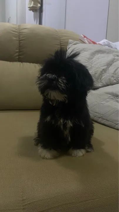 Vendo shi-tzu com poodle machos com 2 meses vermifugados  - Foto 2