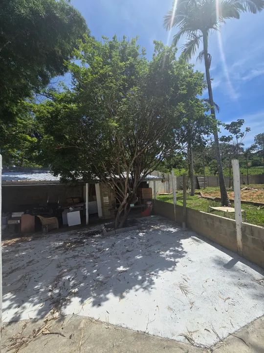 Pe de jabuticaba  - Foto 2