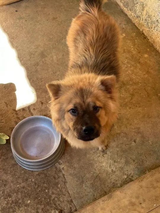 Filhote Chow-Chow disponível para adoção