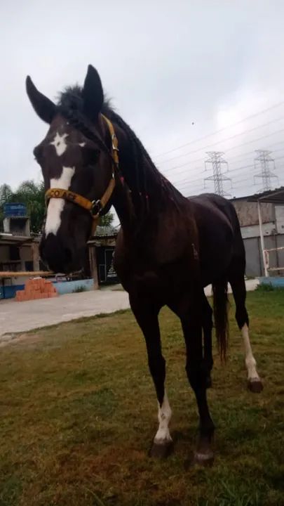 Vendo cavalo - Foto 2