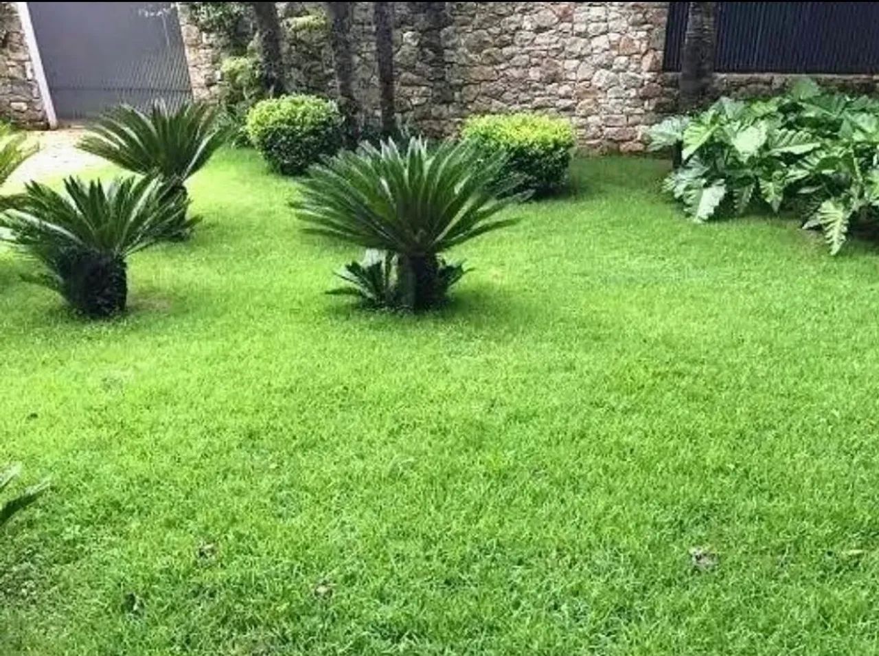 Grama esmeralda itograss - Foto 4